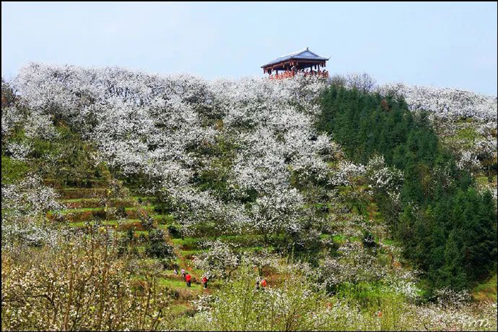 【春天，广西桂林灌阳县向您发出邀请！】我们在灌阳看梨花 - 游山玩水 - 固原生活社区 - 固原28生活网 guyuan.28life.net