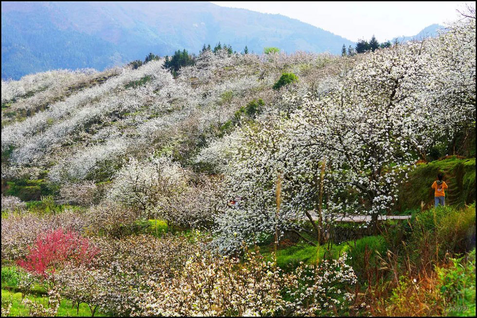 【春天，广西桂林灌阳县向您发出邀请！】我们在灌阳看梨花 - 游山玩水 - 固原生活社区 - 固原28生活网 guyuan.28life.net
