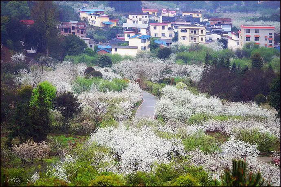【春天，广西桂林灌阳县向您发出邀请！】我们在灌阳看梨花 - 游山玩水 - 固原生活社区 - 固原28生活网 guyuan.28life.net