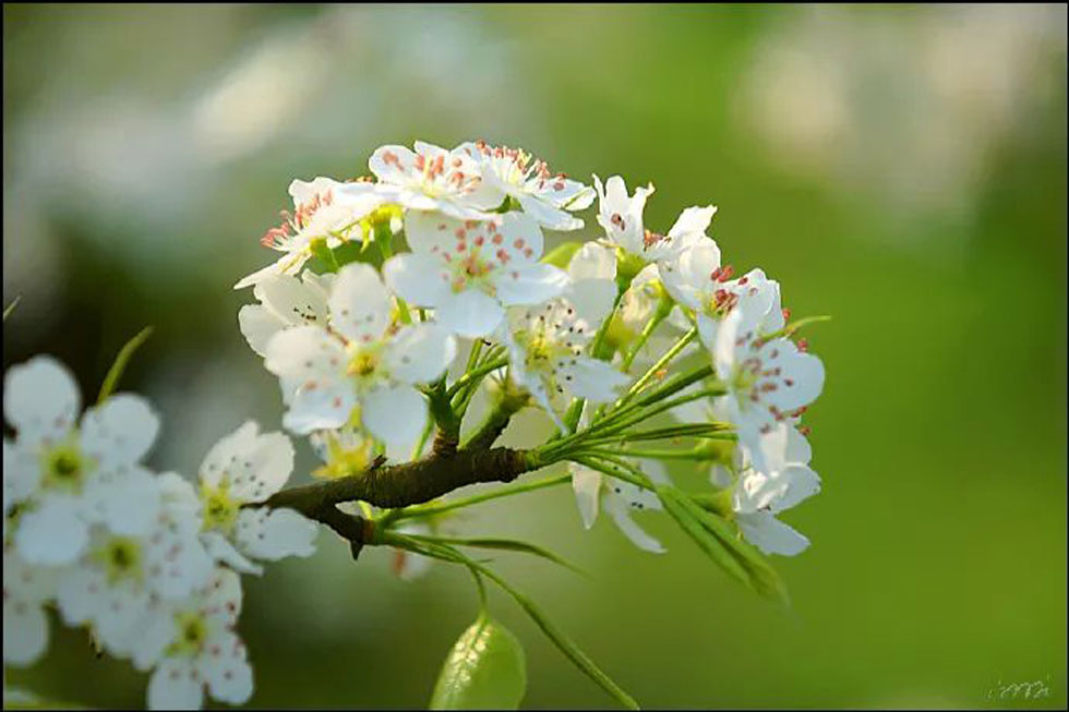 【春天，广西桂林灌阳县向您发出邀请！】我们在灌阳看梨花 - 游山玩水 - 固原生活社区 - 固原28生活网 guyuan.28life.net