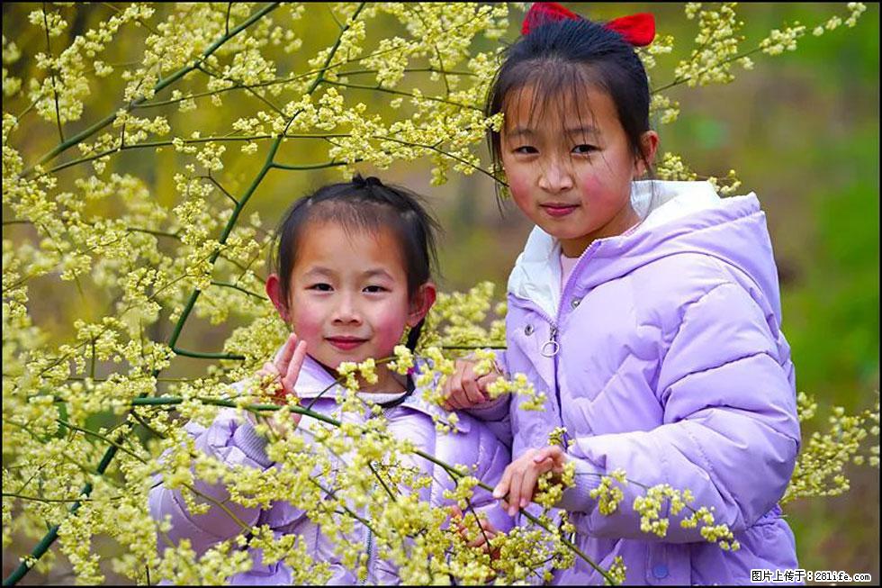 【春天，广西桂林灌阳县向您发出邀请！】米珠山前有片山苍子花在飘香 - 游山玩水 - 固原生活社区 - 固原28生活网 guyuan.28life.net
