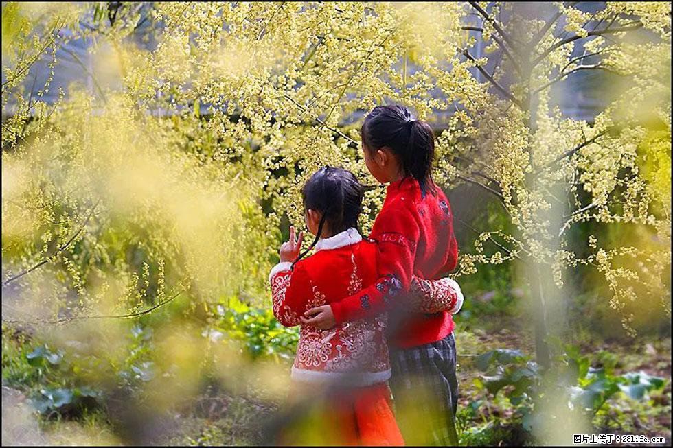 【春天，广西桂林灌阳县向您发出邀请！】米珠山前有片山苍子花在飘香 - 游山玩水 - 固原生活社区 - 固原28生活网 guyuan.28life.net