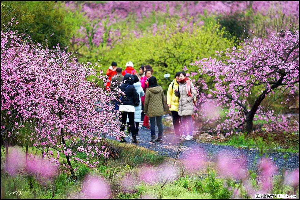 【春天，广西桂林灌阳县向您发出邀请！】官庄村有个醉美的桃花园 - 游山玩水 - 固原生活社区 - 固原28生活网 guyuan.28life.net
