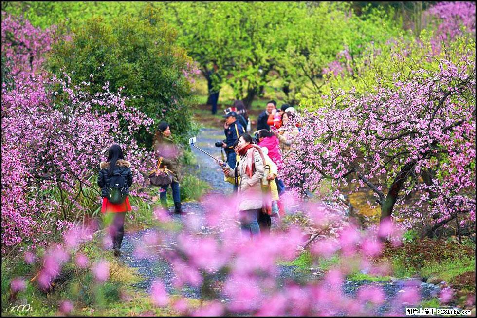 【春天，广西桂林灌阳县向您发出邀请！】官庄村有个醉美的桃花园 - 游山玩水 - 固原生活社区 - 固原28生活网 guyuan.28life.net