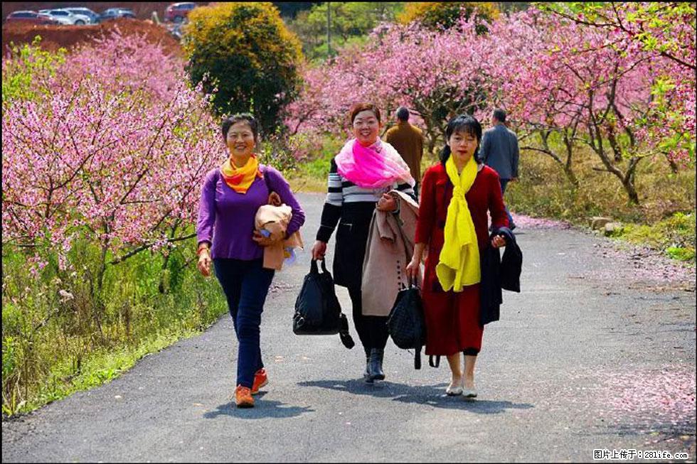 【春天，广西桂林灌阳县向您发出邀请！】官庄村有个醉美的桃花园 - 游山玩水 - 固原生活社区 - 固原28生活网 guyuan.28life.net