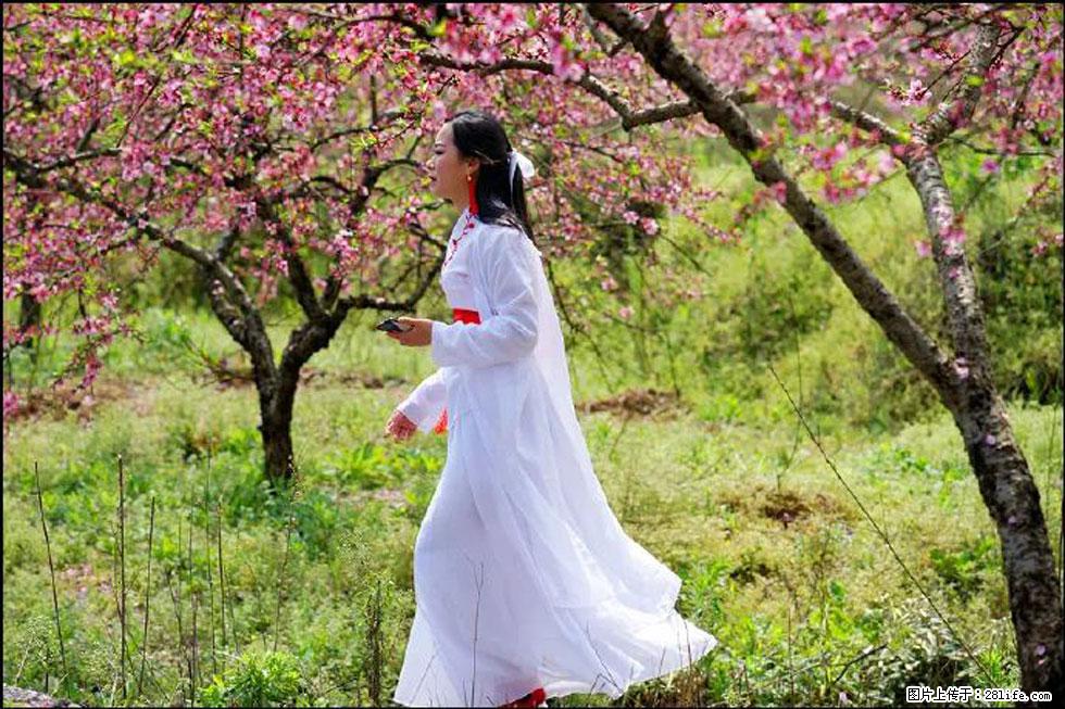 【春天，广西桂林灌阳县向您发出邀请！】官庄村有个醉美的桃花园 - 游山玩水 - 固原生活社区 - 固原28生活网 guyuan.28life.net