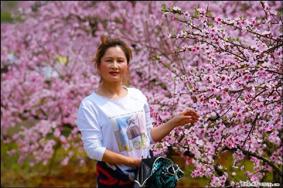 【春天，广西桂林灌阳县向您发出邀请！】官庄村有个醉美的桃花园 - 游山玩水 - 固原生活社区 - 固原28生活网 guyuan.28life.net
