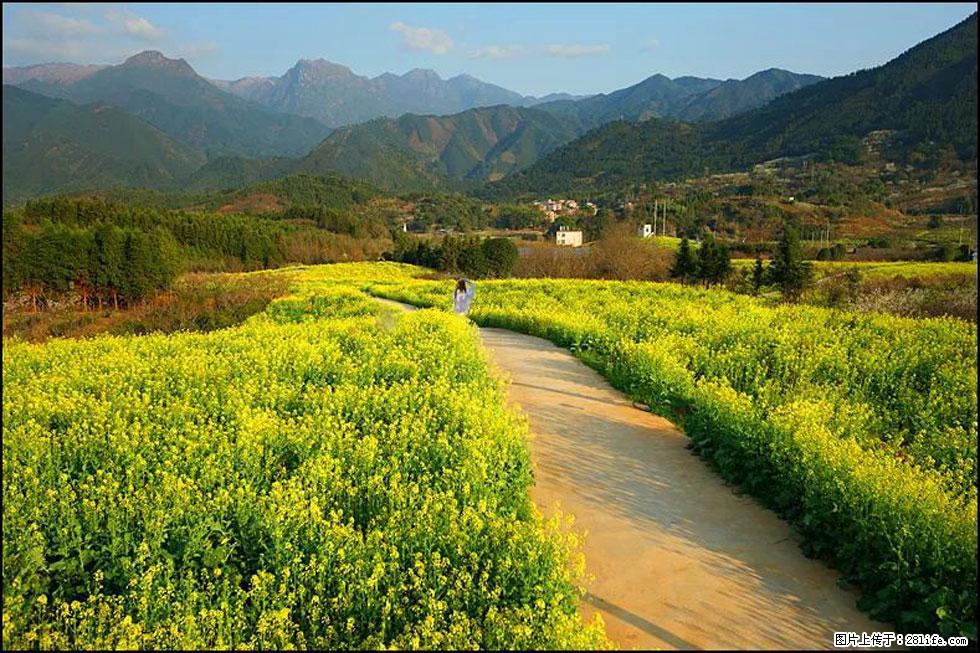 【春天，广西桂林灌阳县向您发出邀请！】长坪村油菜盛情花开 - 游山玩水 - 固原生活社区 - 固原28生活网 guyuan.28life.net