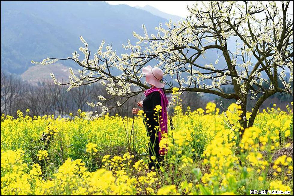 【春天，广西桂林灌阳县向您发出邀请！】长坪村油菜盛情花开 - 游山玩水 - 固原生活社区 - 固原28生活网 guyuan.28life.net