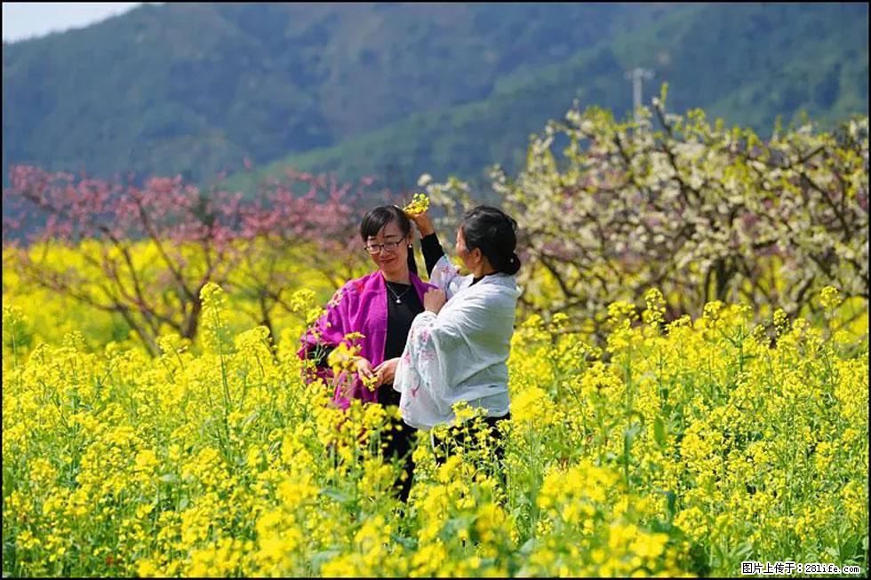【春天，广西桂林灌阳县向您发出邀请！】长坪村油菜盛情花开 - 游山玩水 - 固原生活社区 - 固原28生活网 guyuan.28life.net