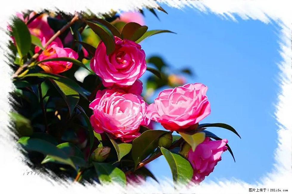 【春天，广西桂林灌阳县向您发出邀请！】杨柳井茶花惹人爱 - 游山玩水 - 固原生活社区 - 固原28生活网 guyuan.28life.net