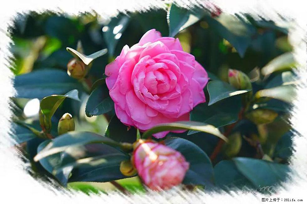 【春天，广西桂林灌阳县向您发出邀请！】杨柳井茶花惹人爱 - 游山玩水 - 固原生活社区 - 固原28生活网 guyuan.28life.net