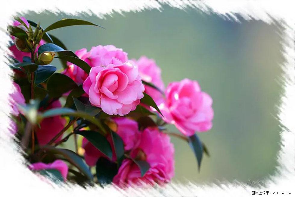 【春天，广西桂林灌阳县向您发出邀请！】杨柳井茶花惹人爱 - 游山玩水 - 固原生活社区 - 固原28生活网 guyuan.28life.net