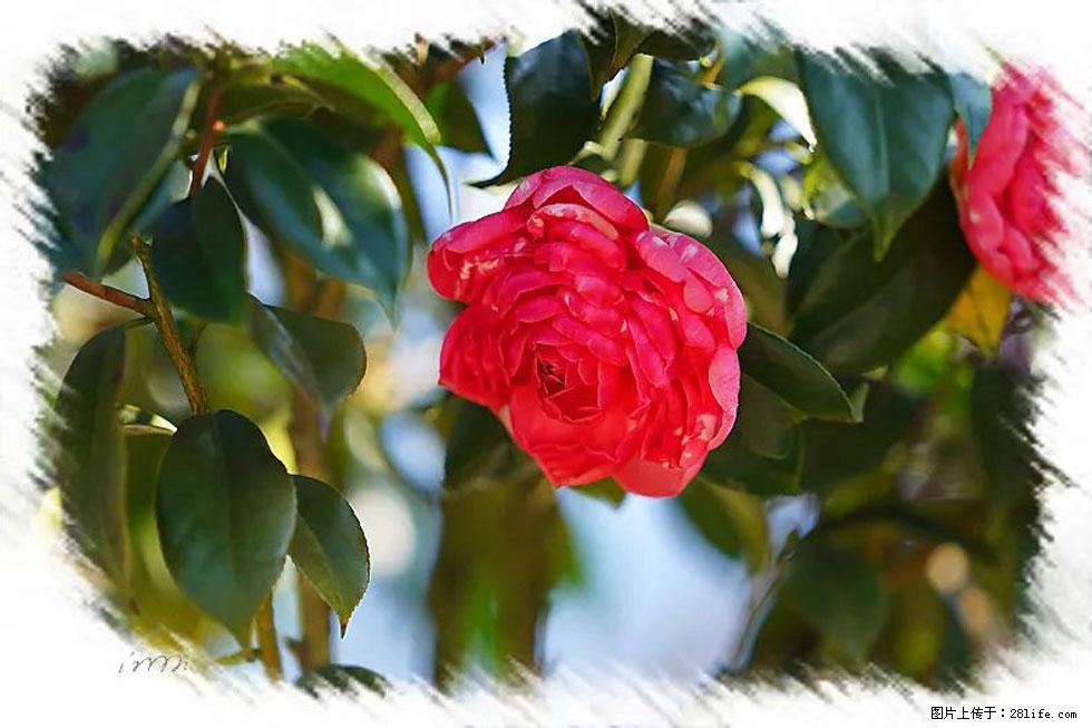【春天，广西桂林灌阳县向您发出邀请！】杨柳井茶花惹人爱 - 游山玩水 - 固原生活社区 - 固原28生活网 guyuan.28life.net