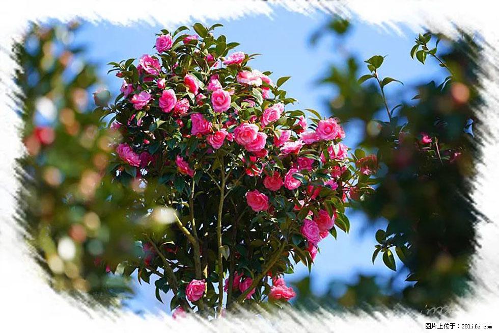 【春天，广西桂林灌阳县向您发出邀请！】杨柳井茶花惹人爱 - 游山玩水 - 固原生活社区 - 固原28生活网 guyuan.28life.net