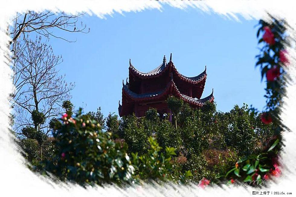 【春天，广西桂林灌阳县向您发出邀请！】杨柳井茶花惹人爱 - 游山玩水 - 固原生活社区 - 固原28生活网 guyuan.28life.net