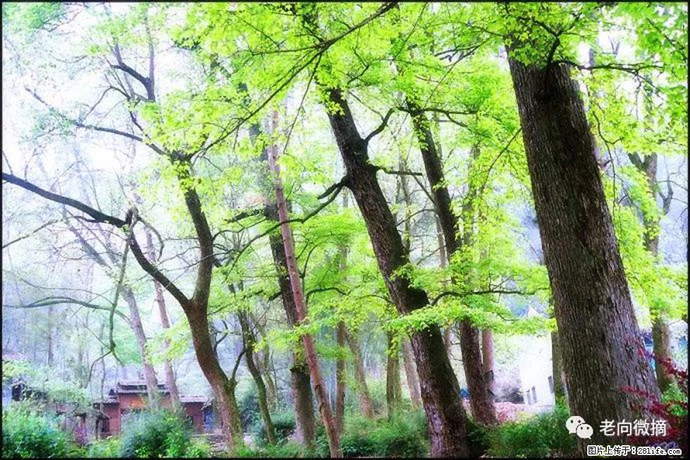 【春天，广西桂林灌阳县向您发出邀请！】在小龙村与春天约会 - 游山玩水 - 固原生活社区 - 固原28生活网 guyuan.28life.net