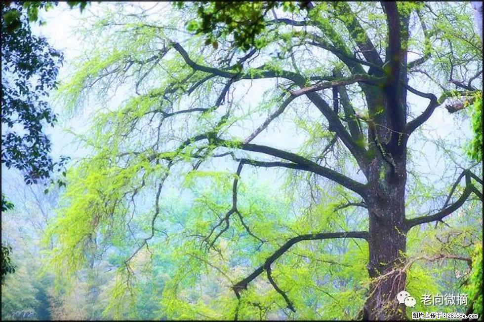 【春天，广西桂林灌阳县向您发出邀请！】在小龙村与春天约会 - 游山玩水 - 固原生活社区 - 固原28生活网 guyuan.28life.net