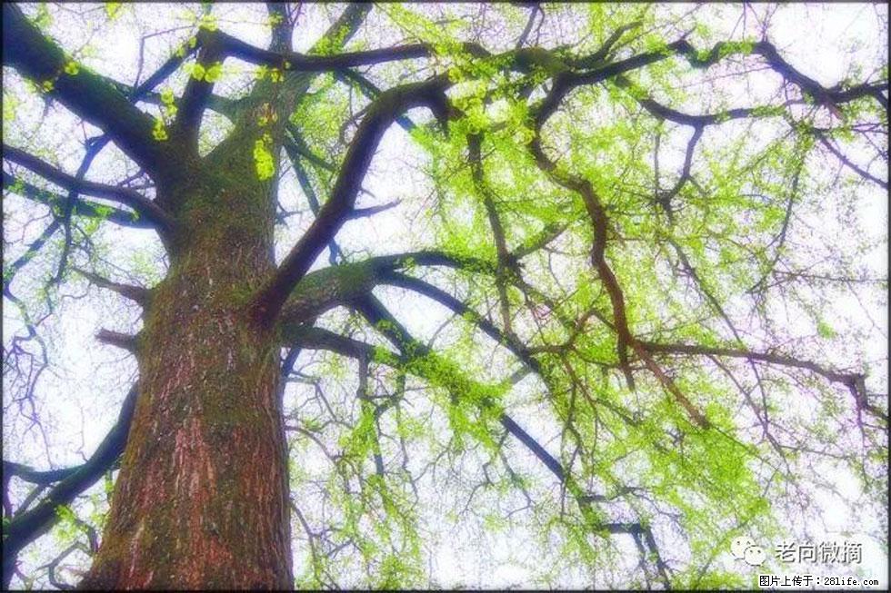 【春天，广西桂林灌阳县向您发出邀请！】在小龙村与春天约会 - 游山玩水 - 固原生活社区 - 固原28生活网 guyuan.28life.net