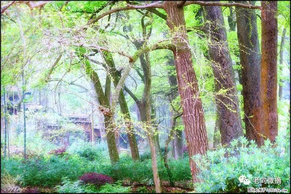 【春天，广西桂林灌阳县向您发出邀请！】在小龙村与春天约会 - 游山玩水 - 固原生活社区 - 固原28生活网 guyuan.28life.net