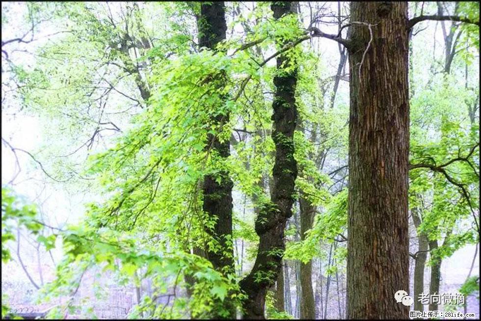 【春天，广西桂林灌阳县向您发出邀请！】在小龙村与春天约会 - 游山玩水 - 固原生活社区 - 固原28生活网 guyuan.28life.net