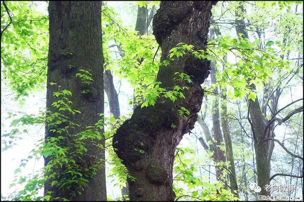 【春天，广西桂林灌阳县向您发出邀请！】在小龙村与春天约会 - 游山玩水 - 固原生活社区 - 固原28生活网 guyuan.28life.net