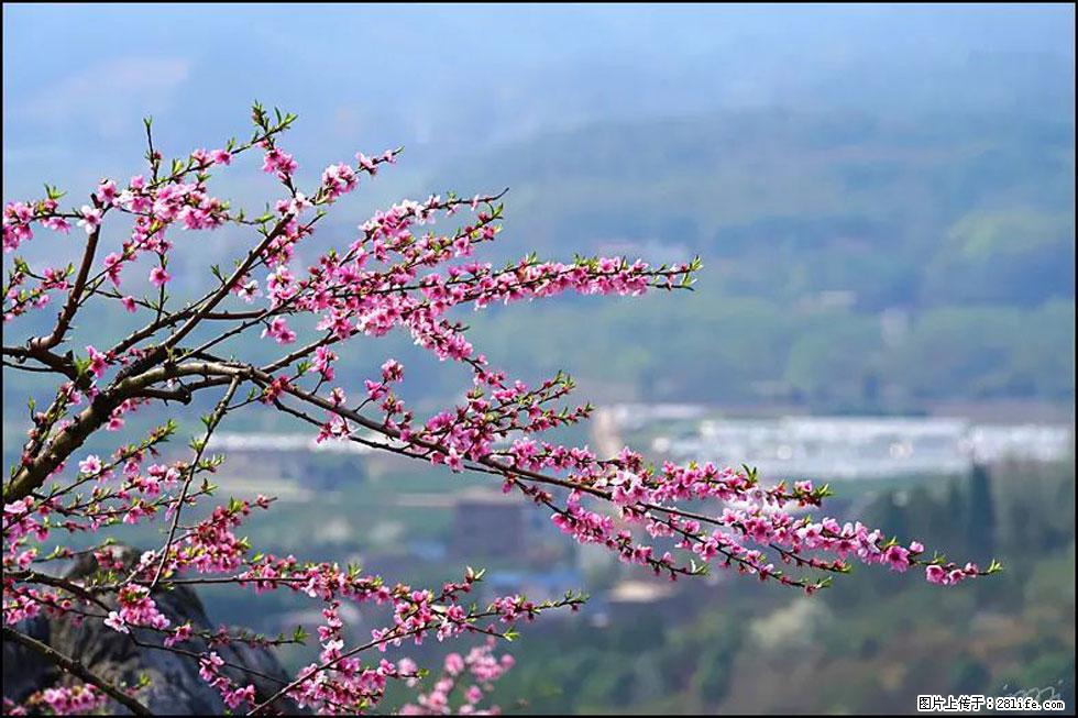 【春天，广西桂林灌阳县向您发出邀请！】望月岭上桃花开 - 游山玩水 - 固原生活社区 - 固原28生活网 guyuan.28life.net