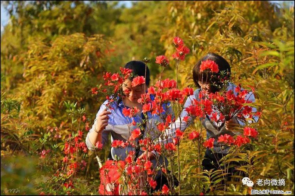 【春天，广西桂林灌阳县向您发出邀请！】登麒麟山，相约映山红 - 游山玩水 - 固原生活社区 - 固原28生活网 guyuan.28life.net