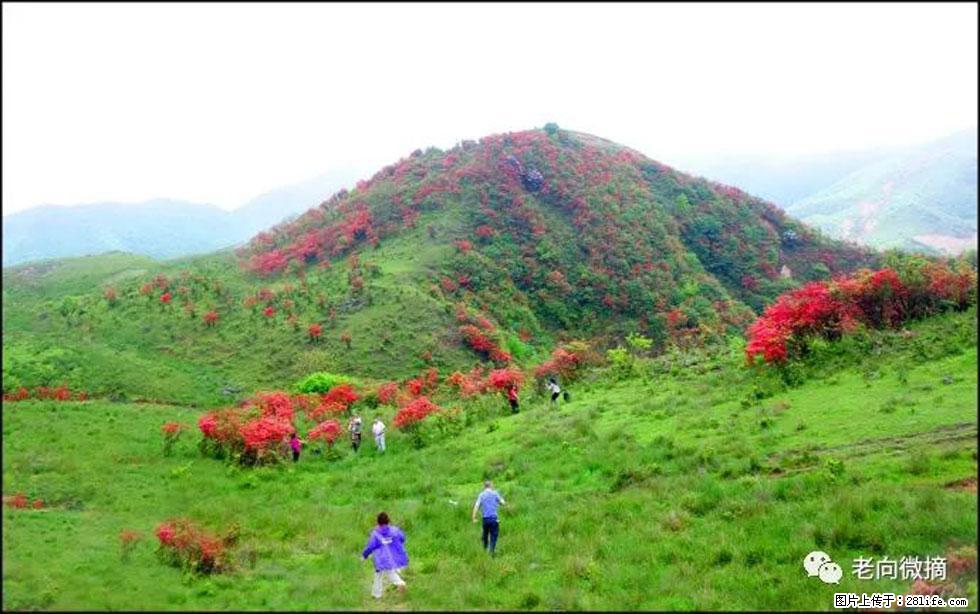 【春天，广西桂林灌阳县向您发出邀请！】宝盖山上映山红 - 游山玩水 - 固原生活社区 - 固原28生活网 guyuan.28life.net