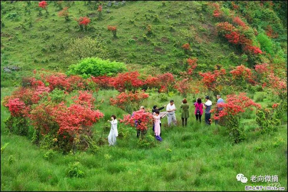 【春天，广西桂林灌阳县向您发出邀请！】宝盖山上映山红 - 游山玩水 - 固原生活社区 - 固原28生活网 guyuan.28life.net