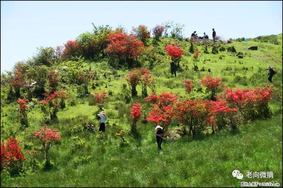 【春天，广西桂林灌阳县向您发出邀请！】宝盖山上映山红 - 游山玩水 - 固原生活社区 - 固原28生活网 guyuan.28life.net
