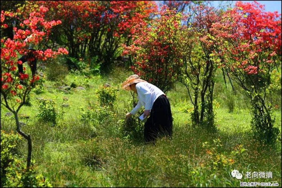 【春天，广西桂林灌阳县向您发出邀请！】宝盖山上映山红 - 游山玩水 - 固原生活社区 - 固原28生活网 guyuan.28life.net