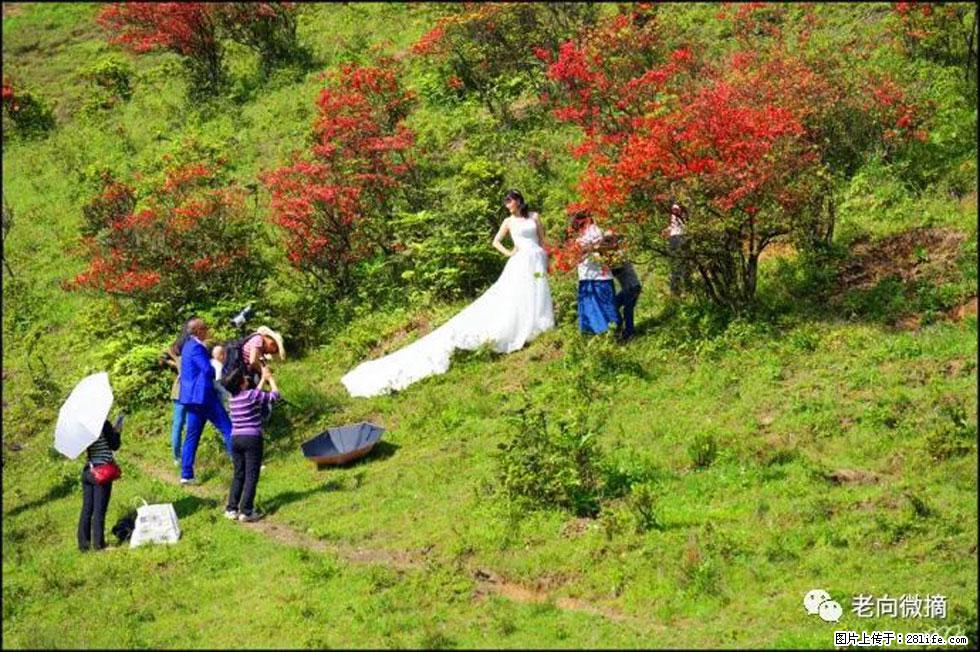 【春天，广西桂林灌阳县向您发出邀请！】宝盖山上映山红 - 游山玩水 - 固原生活社区 - 固原28生活网 guyuan.28life.net