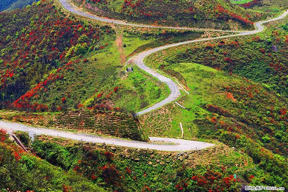 【春天，广西桂林灌阳县向您发出邀请！】春木界上映山红 - 游山玩水 - 固原生活社区 - 固原28生活网 guyuan.28life.net