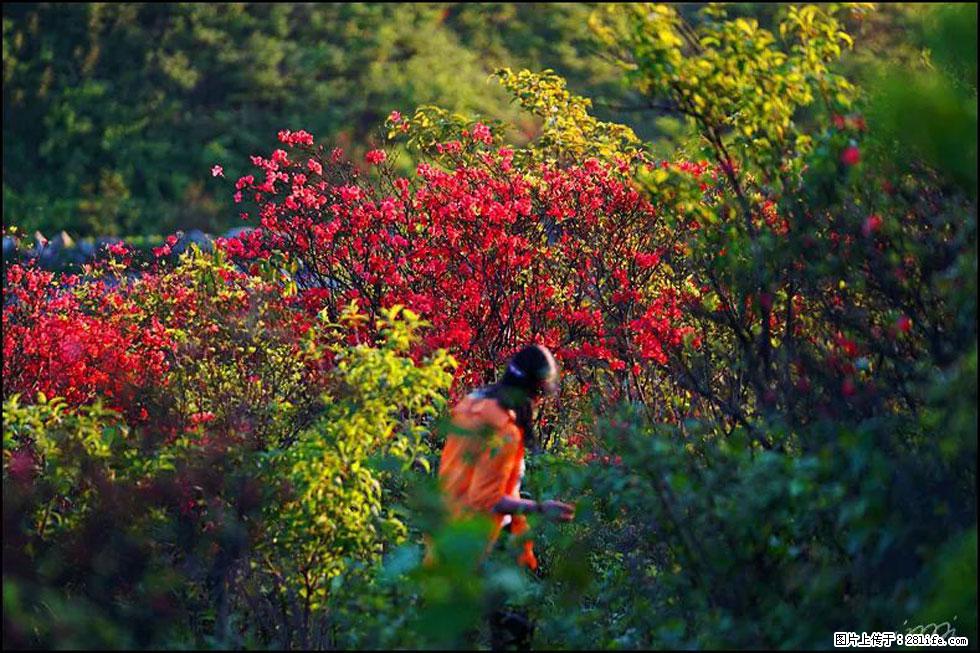 【春天，广西桂林灌阳县向您发出邀请！】春木界上映山红 - 游山玩水 - 固原生活社区 - 固原28生活网 guyuan.28life.net