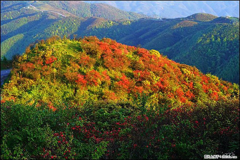 【春天，广西桂林灌阳县向您发出邀请！】春木界上映山红 - 游山玩水 - 固原生活社区 - 固原28生活网 guyuan.28life.net