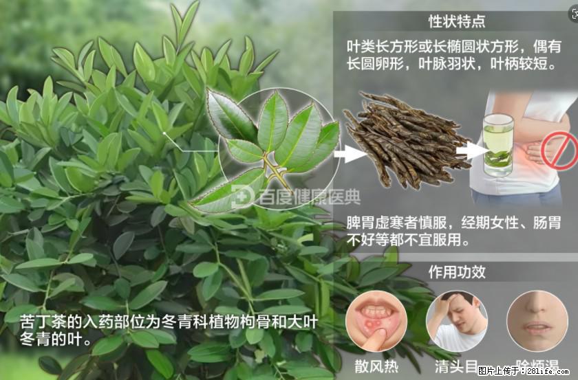 苦丁茶有哪些功效和作用 - 生活百科 - 固原生活社区 - 固原28生活网 guyuan.28life.net