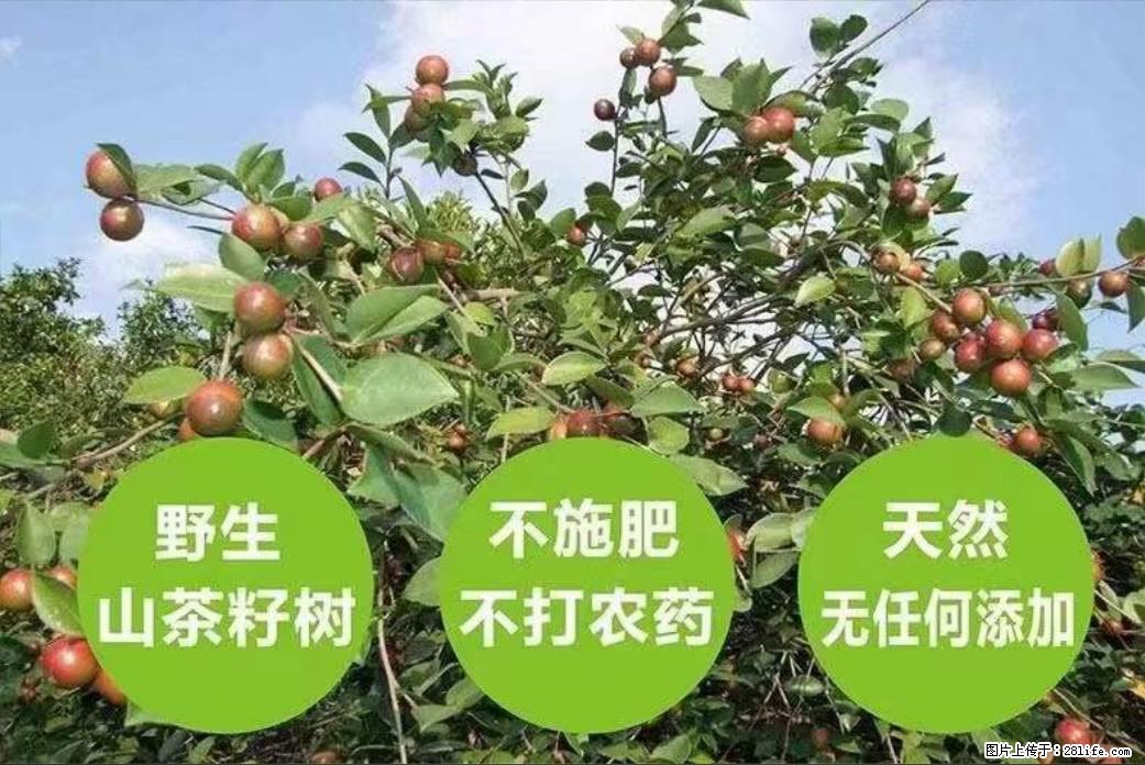 【灌阳县油茶产业示范区】一个有着充实的精神生活的人，对待身外之物自会有一种淡泊的态度 - 土特产 - 饮食特产 - 固原分类信息 - 固原28生活网 guyuan.28life.net