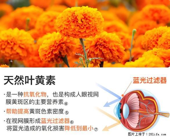 叶黄素有什么功效和作用 - 生活百科 - 固原生活社区 - 固原28生活网 guyuan.28life.net