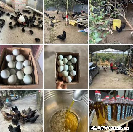 油茶园从小鸡仔开始养起的纯土鸡、土鸡蛋可以预定啦！还有前几天刚榨的纯山茶油哦 - 美食天地 - 固原生活社区 - 固原28生活网 guyuan.28life.net
