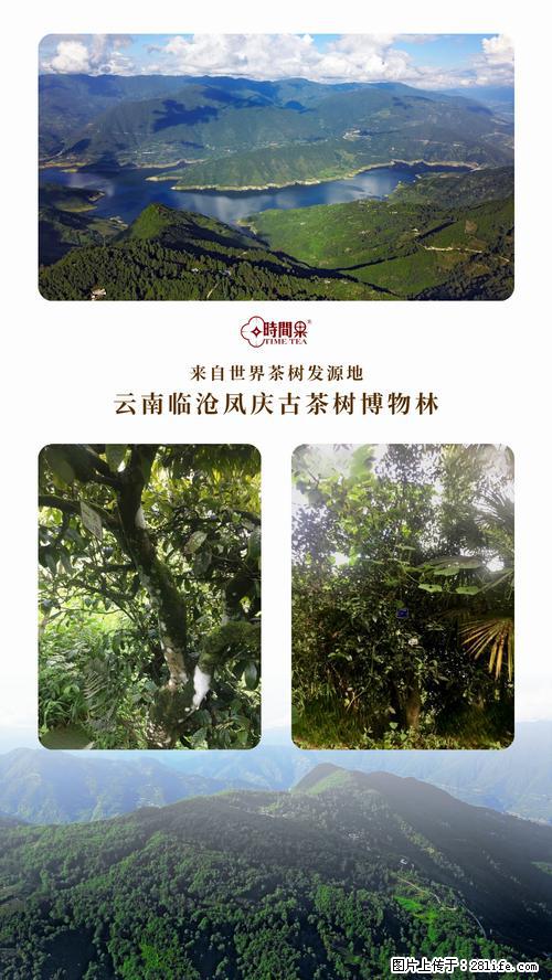 时间果百年古树2025年春红茶 - 购物交流 - 固原生活社区 - 固原28生活网 guyuan.28life.net