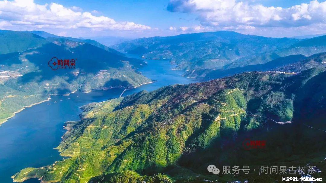 时间果百年古树龙珠普洱生茶 - 购物交流 - 固原生活社区 - 固原28生活网 guyuan.28life.net