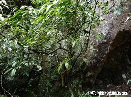 平乐石崖茶，珍贵仅次于金花茶 - 固原生活资讯 - 固原28生活网 guyuan.28life.net