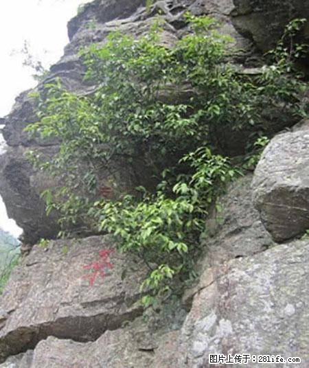 平乐石崖茶，珍贵仅次于金花茶 - 固原生活资讯 - 固原28生活网 guyuan.28life.net