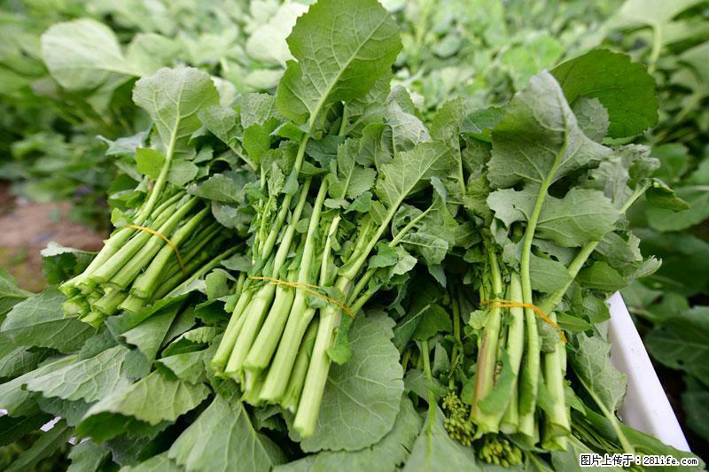 这些蔬菜是“天然钙片”，这6种被医生重点推荐 - 固原生活资讯 - 固原28生活网 guyuan.28life.net